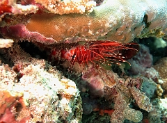 Velidhu - 2013_03_13 - IMG_0640rf_Laffe cornu ou poisson diale ou pterois a antennes - Pterois antennata_Maagiri_Plongee